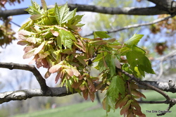 Acer rubrum 'October Glory' — photo 3